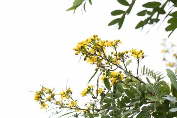 Foto:freepik.com/ Manfaat Senna Alata