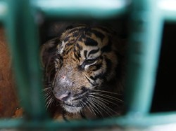 Dievakuasi Usai Terkena Jerat, Harimau di Aceh Dilepas ke Hutan Lindung