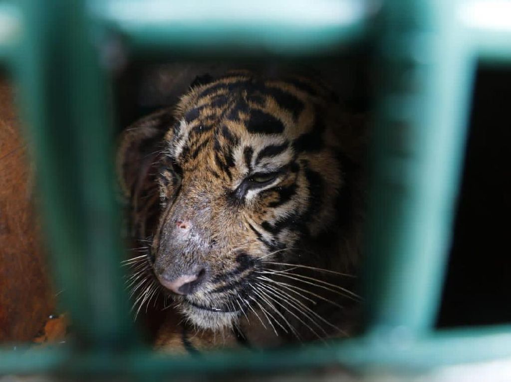 Dievakuasi Usai Terkena Jerat, Harimau di Aceh Dilepas ke Hutan Lindung Dievakuasi Usai Terkena Jerat, Harimau di Aceh Dilepas ke Hutan Lindung
