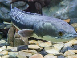 Ikan Gabus jadi Ikan Hias Seharga Rp 35 Juta, Ini Faktanya