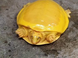 Heboh Kura-kura Berwarna Kuning