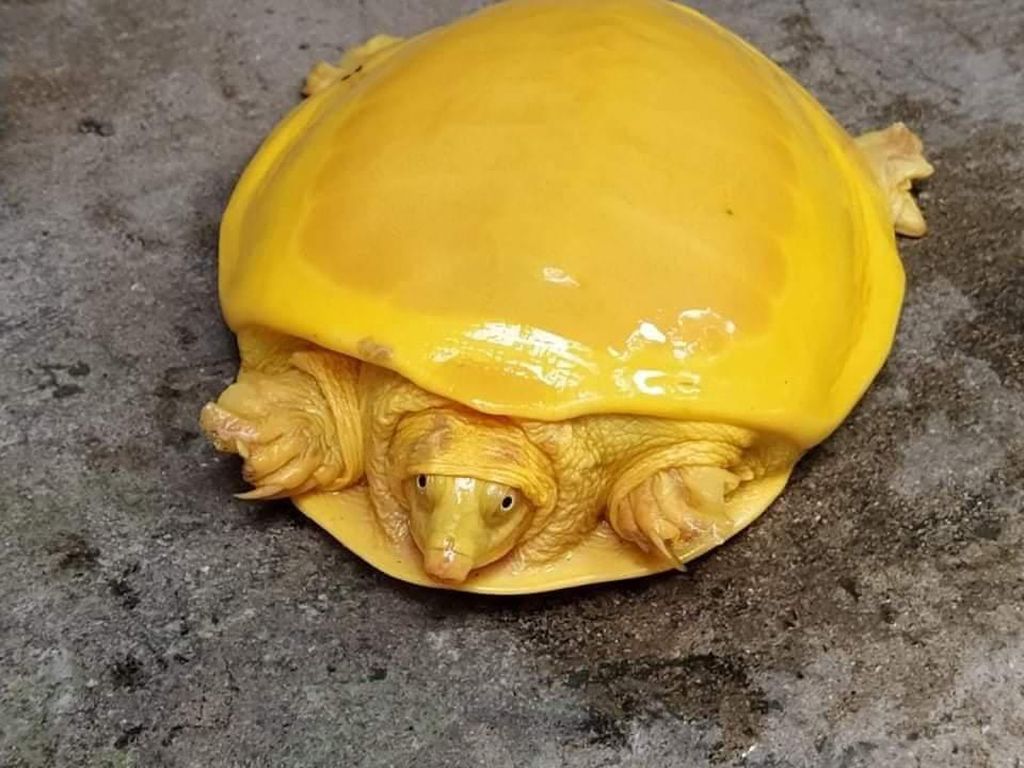 Heboh Kura-kura Berwarna Kuning Heboh Kura-kura Berwarna Kuning