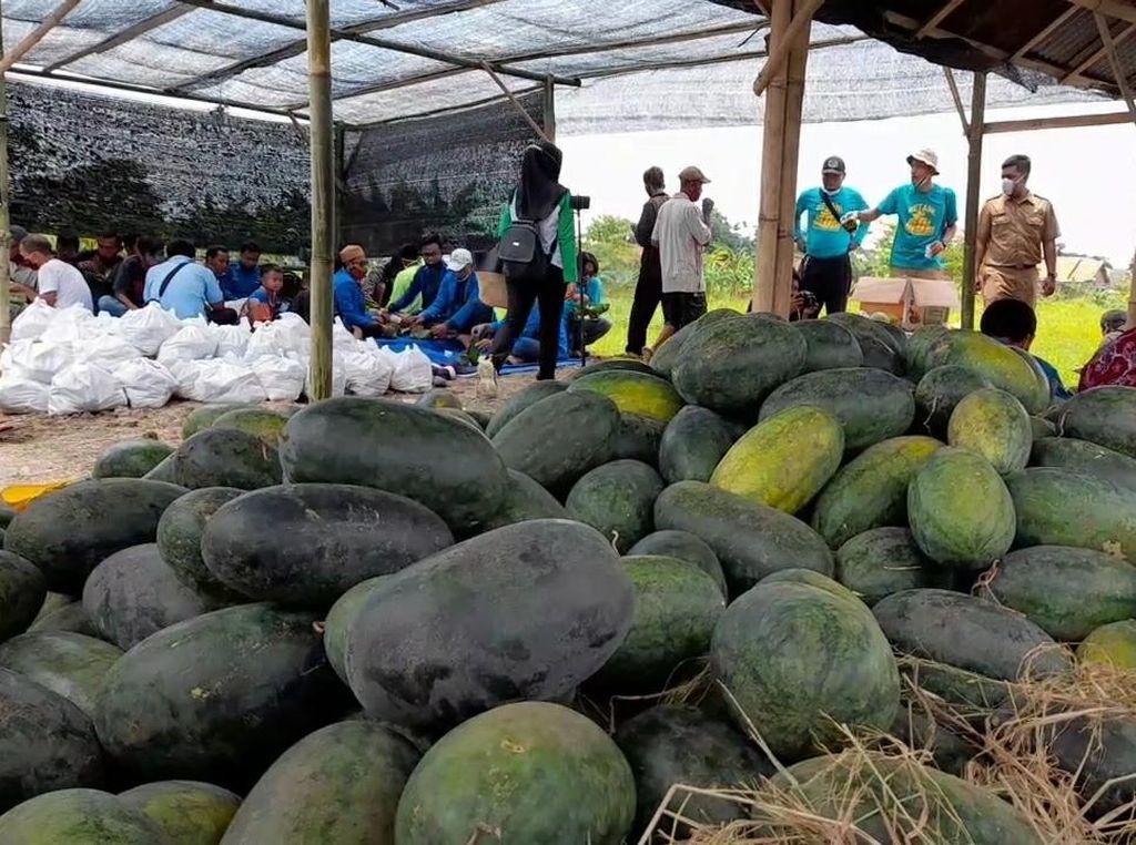 Petani di Tegal Masih Sulit Pasarkan Hasil Panen, Kok Bisa? Petani di Tegal Masih Sulit Pasarkan Hasil Panen, Kok Bisa?