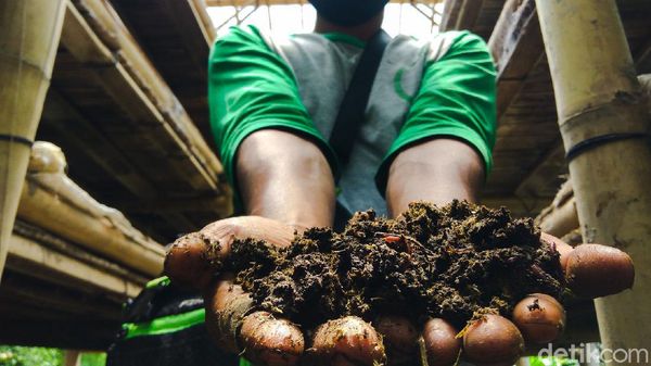 Pria Ini Raup Untung Jutaan Rupiah dari Budidaya Cacing