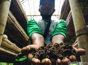 Pria Ini Raup Untung Jutaan Rupiah dari Budidaya Cacing