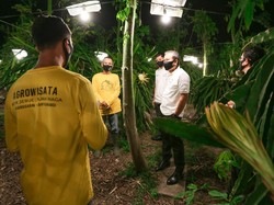 Program Elektrifikasi Buah Naga di Banyuwangi Raih Penghargaan