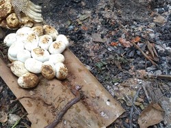 Waspada Periode Tetas Anakan Ular di Musim Penghujan