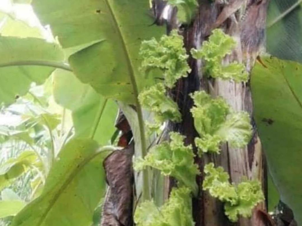 Dijamin Subur! Tanam Sawi hingga Selada di Gedebog Pisang Dijamin Subur! Tanam Sawi hingga Selada di Gedebog Pisang