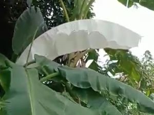 Penampakan Daun Pisang Warna Putih, Disebut Mirip Kain Kafan Penampakan Daun Pisang Warna Putih, Disebut Mirip Kain Kafan
