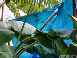Ramai-ramai Warga Datangi Daun Pisang Putih yang Viral Seperti Kafan