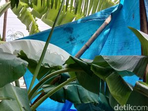 Ramai-ramai Warga Datangi Daun Pisang Putih yang Viral Seperti Kafan Ramai-ramai Warga Datangi Daun Pisang Putih yang Viral Seperti Kafan