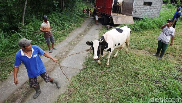 Warga dan Hewan Peliharaan di Lereng Merapi Dievakuasi