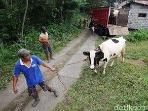 Warga dan Hewan Peliharaan di Lereng Merapi Dievakuasi