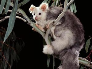 Peneliti Temukan 2 Spesies Baru Mamalia Berkantong di Australia