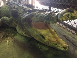 Buaya Setahun Tidak Makan, Giginya Habis, Perutnya Bengkak