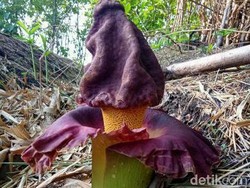 3 Bunga Bangkai Tumbuh dan Mekar Liar Dekat Pemakaman di Lamongan