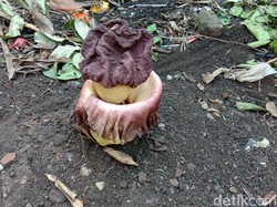 Melihat Bunga Berbau Busuk seperti Bangkai yang Ditanam Warga di Kudus