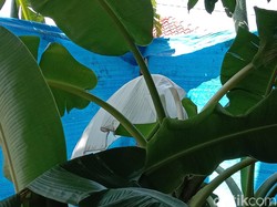 Daun Pisang Berwarna Putih yang Viral Disebut Mirip Kafan Mulai Layu