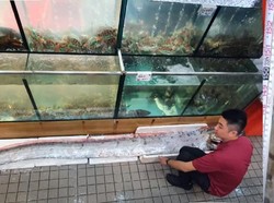 Disebut Mirip Alien, Ikan Seberat 45 Kg Ini Harganya Rp 7,8 Juta