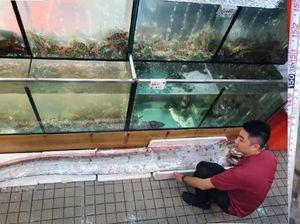 Disebut Mirip Alien, Ikan Seberat 45 Kg Ini Harganya Rp 7,8 Juta Disebut Mirip Alien, Ikan Seberat 45 Kg Ini Harganya Rp 7,8 Juta