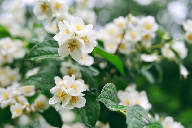Jasmine merupakan bahan yang sangat populer, namun belakangan ini lebih dari 80% parfum wanita mengandung jasmine sintetis.