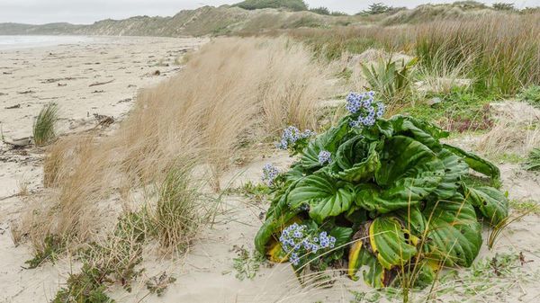 Chatham, Tempat di Bumi yang Lagi Kebanjiran Turis Saat Pandemi