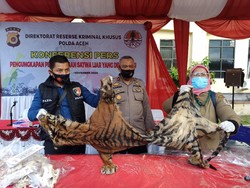 Simpan Organ Harimau-Sisik Trenggiling Rp 6,3 Miliar, Pria Aceh Ditangkap