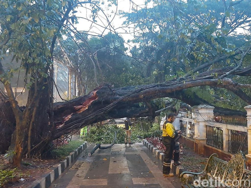 Pohon Tumbang Timpa Pagar Gedung Cagar Budaya dan Mobil di Bogor Pohon Tumbang Timpa Pagar Gedung Cagar Budaya dan Mobil di Bogor