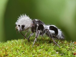 Tawon Bisa Bunuh Sapi hingga Ngevlog di Lawang Sewu Bayar Jutaan