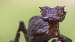 Foto: Tokek Setan Ekor Daun yang Langka