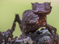 Potret Tokek Setan Ekor Daun Sampai Malioboro yang Bebas Rokok