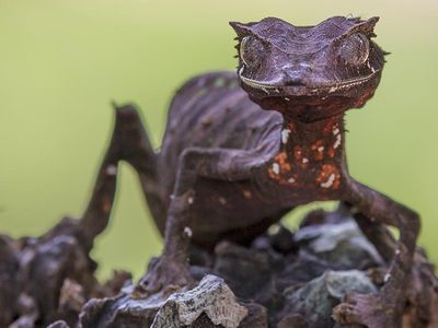 Foto: Tokek Setan Ekor Daun yang Langka