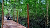 6 Hutan Mangrove Paling Hits di Pulau Kalimantan