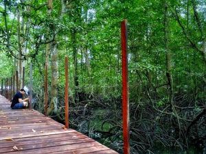 Yang Hijau-hijau di Wisata Mangrove Muara Badak