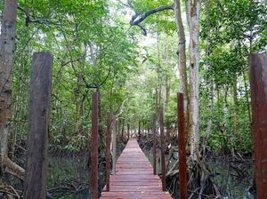Keanekaragaman Jenis Pohon Mangrove di Kalimantan, Apa Saja?
