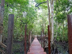 Keanekaragaman Jenis Pohon Mangrove di Kalimantan, Apa Saja?