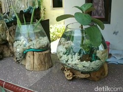 Cantiknya Akuarium Mini Beralas Akar Kayu Karya Warga Pasuruan