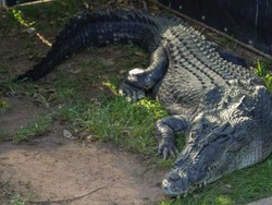 Alasan Kenapa Butik Hermes Akan Buka Peternakan Buaya Terbesar di Australia