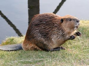 Apa Benar Rasa Vanila Pada Makanan Berasal dari Dubur Berang-berang?