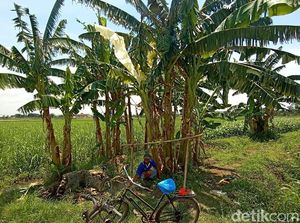 Daun Pisang Warna Putih Mirip Kafan Muncul Lagi di Kudus, Apa Sebabnya? Daun Pisang Warna Putih Mirip Kafan Muncul Lagi di Kudus, Apa Sebabnya?