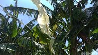 Viral Daun Pisang Mirip Kain Kafan di Kudus