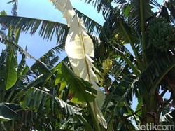 Tentang Daun Pisang Warna Putih Mirip Kafan yang Bermunculan di Kudus