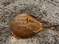 Dibutuhkan untuk Vaksin COVID-19, Darah Kepiting Tapal Kuda Harganya Rp 844 Juta