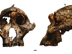 Fosil Sepupu Manusia Berusia 2 Juta Tahun Ditemukan di Afrika