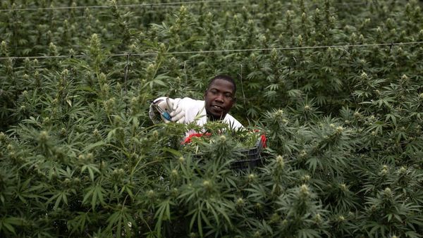 Potret Petani Ganja untuk Obat di Uganda