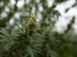 PBB Hapus Ganja dari Obat Berbahaya, Setujui Penggunaan Medis