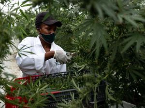 PBB Setujui Penggunaan Ganja untuk Keperluan Medis