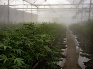 Dua Perusahaan Ganja Ini Mau Merger, Valuasinya Rp 53 T