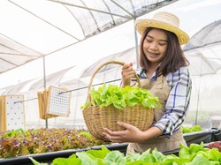 Cara Menanam Sayur Hidroponik di Rumah, Bisa Hemat Uang Belanja