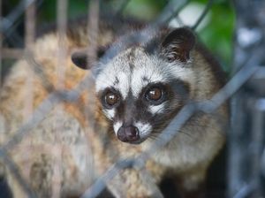 Kopi Luwak Harganya Termahal di Dunia, Ini Fakta di Baliknya Kopi Luwak Harganya Termahal di Dunia, Ini Fakta di Baliknya